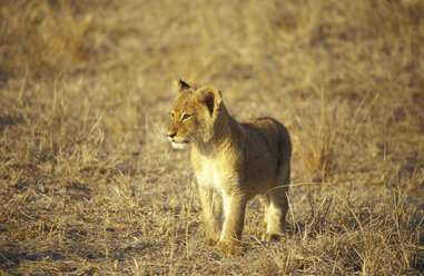 Junger Löwe im Timbavati-Wildreservat, Südafrika - 00055MS