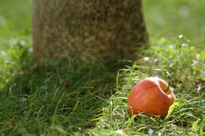 Apfel auf Gras, Nahaufnahme - 00996AS