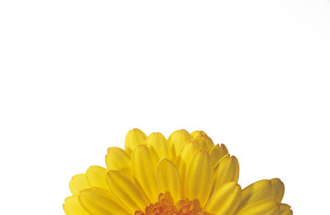 Gerbera, lizenzfreies Stockfoto