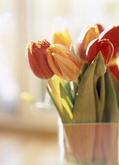 Tulip flowers in vase - PE00142