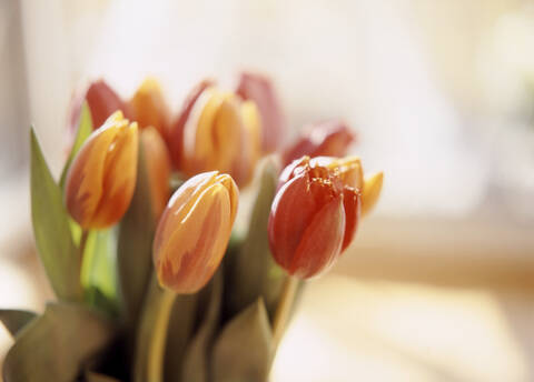 Tulpenblüten, Nahaufnahme, lizenzfreies Stockfoto