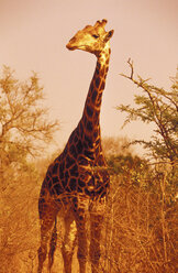 Giraffe - MS01256