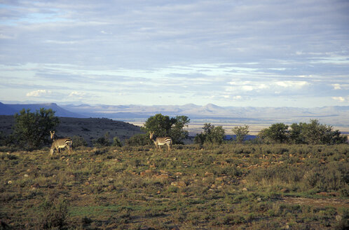 Südafrika, Ostkap, Karoo, Cradock, Bergzebra-Nationalpark, Bergzebras - MS01142