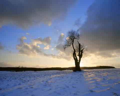 Deutschland, Bayern, Baum in karger Landschaft, lizenzfreies Stockfoto