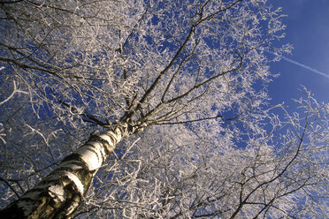 birches, wintertime - MB00169