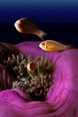 Rosa Anemonenfisch, Papua-Neuguinea, lizenzfreies Stockfoto