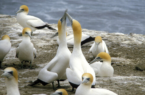 Neuseeland, Basstölpel - GW00146