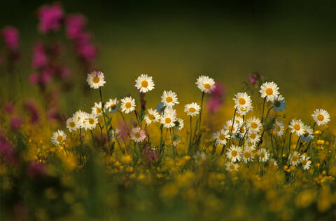 Oxeye daisy in field stock photo