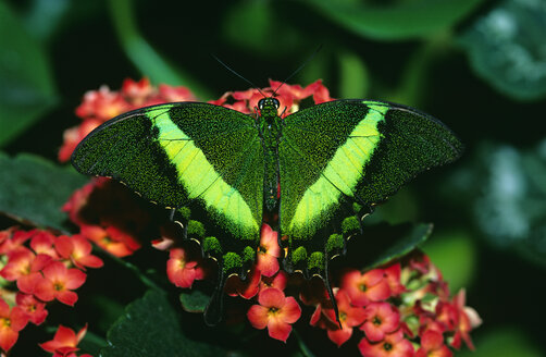 Smaragdschwalbenschwanz, Papilio palinurus - EK00488