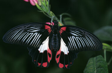 Scharlachroter Schwalbenschwanz, Papilio rumanzovia - EK00486