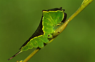 Kleiner Nachtfalter, Cerura Vinula - EK00484