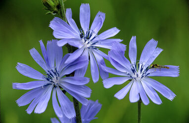 Chichorium spinosum mit Insekt darauf - EK00455