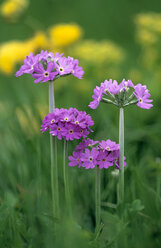 Schlüsselblume (Primula farinosa) - EK00453