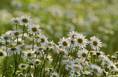 Margeriten, Chrysanthemum leucanthemum - EK00452