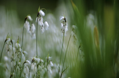 Breitblättriges Wollgras, Eriophorum scheuchzeri - EK00451