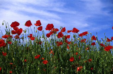 Klatschmohn, Papaver rhoeas - EK00446