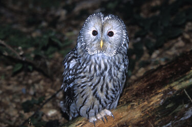 Habichtskautz, Ural Owl, Strix uralensis - EK00414