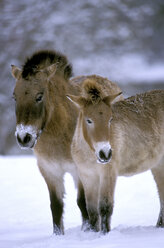 Przewalski-Pferd, Equus przewalski - EK00404