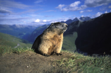alpenmurmeltier, Marmota marmota - EK00364