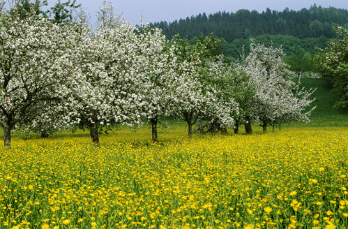 Kirschblütenbäume auf einer Wiese - EK00348