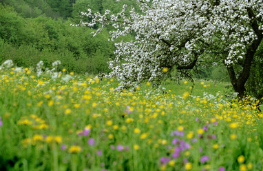 Kirschblüte auf der Wiese - EK00347