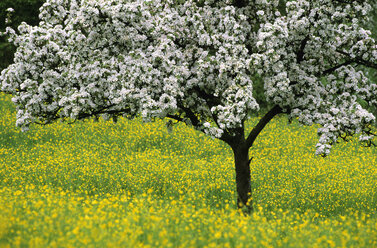 Kirschblüte auf der Wiese - EK00343