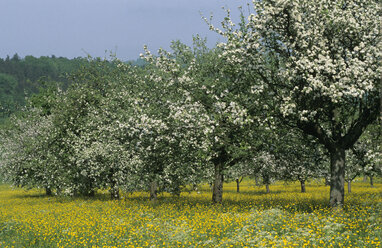 Blühende Apfelbäume in einer Reihe - EK00342