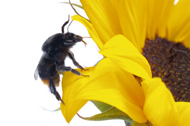 bumble bee on sunflower, cut-out, white background - 01434CS-U
