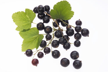 schwarze Johannisbeeren, ausgeschnitten, weißer Hintergrund - 01392CS-U