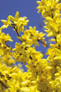 Forsythie (Forsythia suspensa) - 01059CS-U