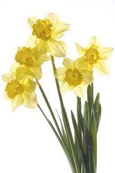 Gelbe Narzissen (Narcissus pseudonarcissus), Nahaufnahme - 01038CS-U