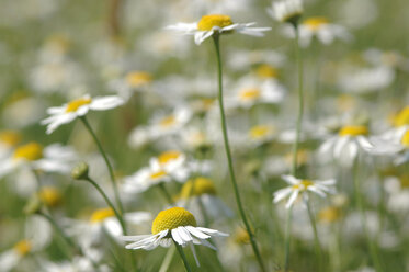 Kamillenblüten - 00918AS