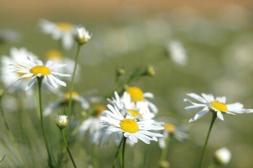 Kamillenblüten - 00917AS