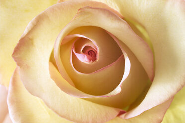 Yellow rose, close-up - 00830CS-U