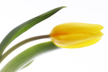Tulpe, Tulipa gesneriana, Nahaufnahme - 00812CS-U
