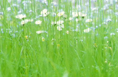 Daisies blooming in park - 00797AS