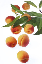Frische Aprikosen, Nahaufnahme - 00761CS-U