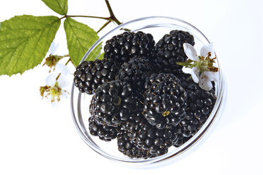 Blackberries in bowl, close-up - 00755CS-U