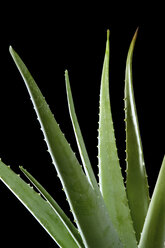 Aloe-vera-Blätter, Nahaufnahme - 00687CS-U