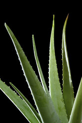 Aloe vera leaves, close-up - 00687CS-U