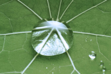 Waterdrop on nasturtium leaf - 00634CS-U
