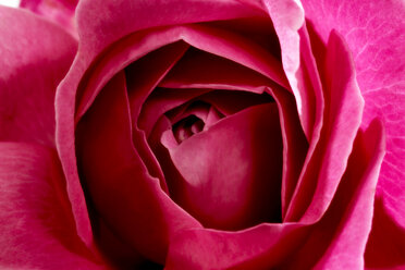 Pink Rose, full frame - 00537CS-U