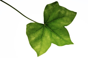 Ivy leaf (Hedera helix), close-up - 00520CS-U