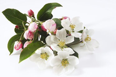 Apfelblüte (Malus), Nahaufnahme - 00492CS-U