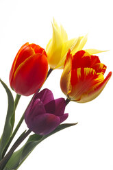 Tulpen (Tulipa gesneriana), Nahaufnahme - 00483CS-U