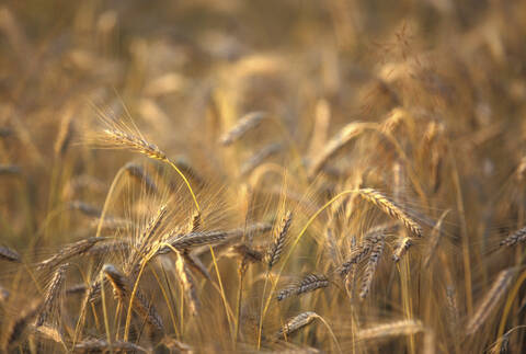 Barley, lizenzfreies Stockfoto