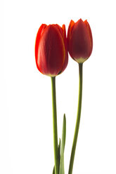 Tulpen Tulipa gesneriana - 00477CS-U