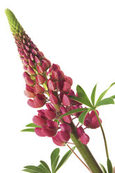 Lupine (Lupinus), Nahaufnahme - 00462CS-U