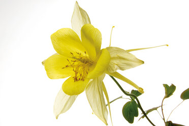 Akelei (Aquilegia), Nahaufnahme - 00448CS-U