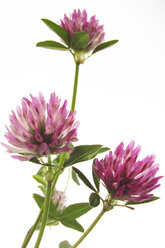 Rotklee (Trifolium pratense), Nahaufnahme - 00434CS-U